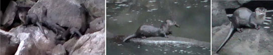 2012-mp-giant-otter