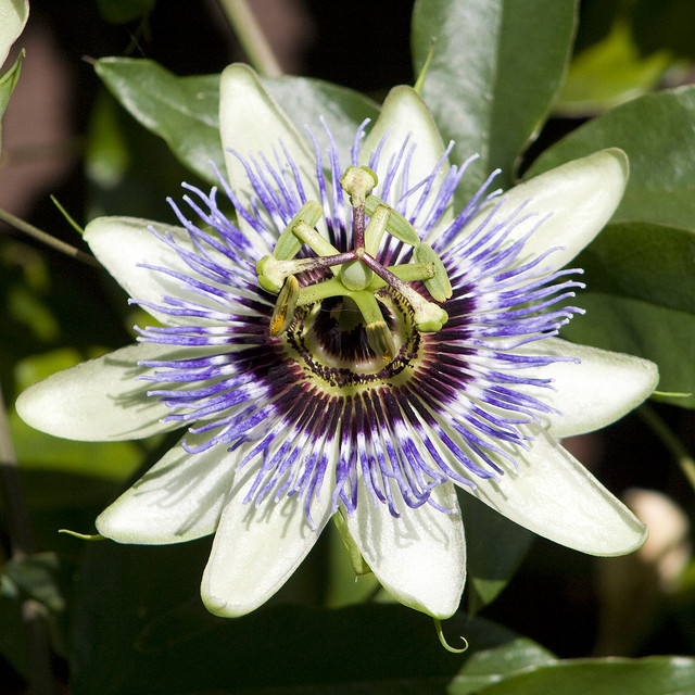 Flickr Image by Seb Perrotin http://bit.ly/1DXYlRQ