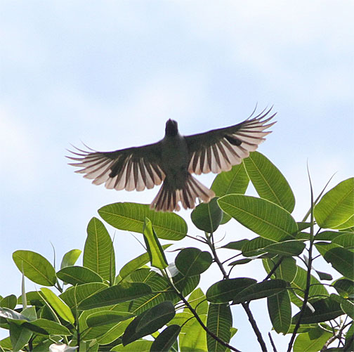 Wiki Image Courtesy of http://bit.ly/1JcQDX9