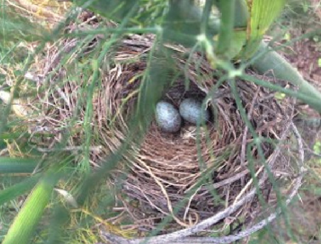 Photo courtesy of José Lis Lavilla Photo courtesy of José Lis Lavilla