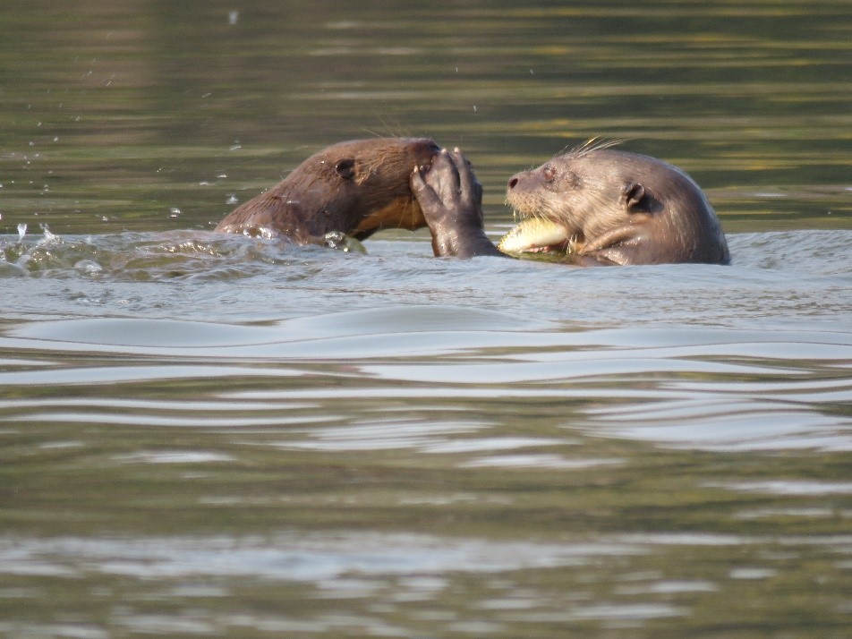 GIANT RIVER OTTER Plinio A. - Inkaterra Explorer Guide