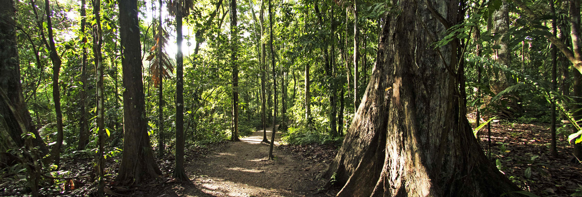 Five things you didn't know about the Amazon