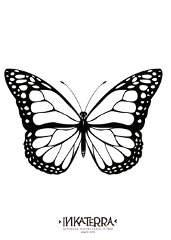 Blue Morpho Butterfly