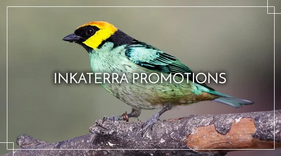 Our Promotions